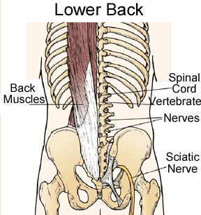 Map of the lower back.