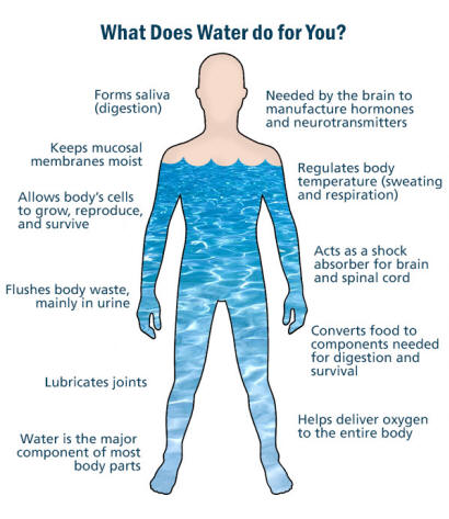 Water makes up about 60 percent of your body and helps these physical functions